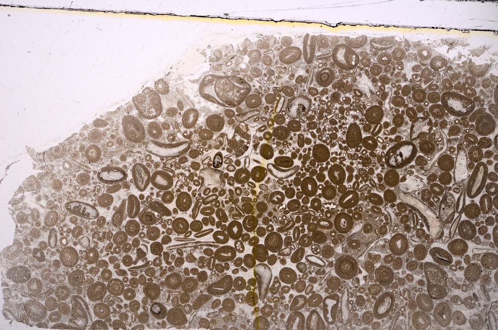 Plane Polarized, E46695