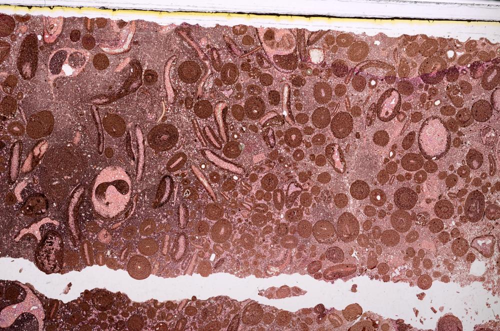 Plane Polarized, E46705