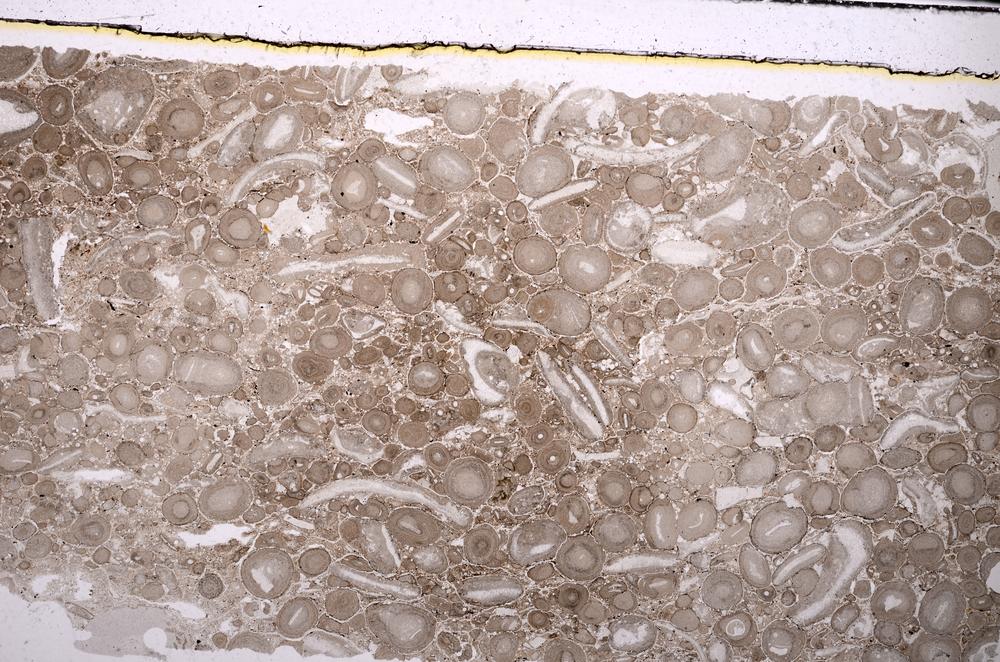 Plane Polarized, E46708