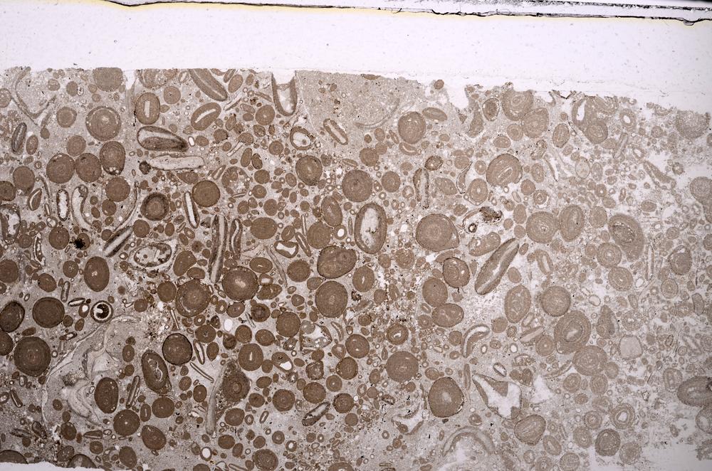 Plane Polarized, E46709