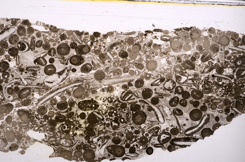 Plane Polarized, E46710