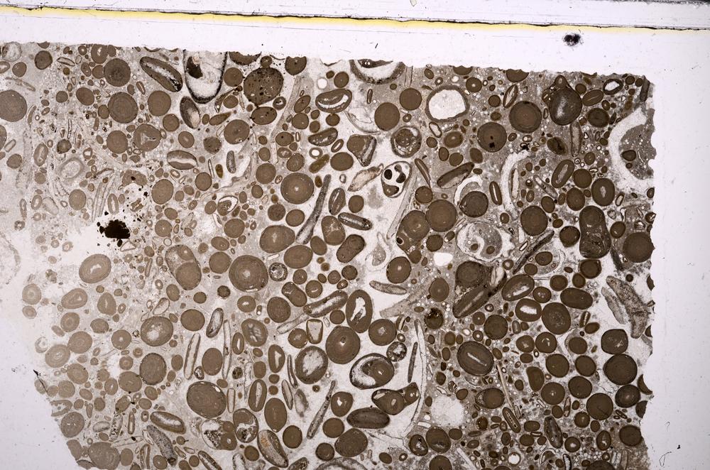 Plane Polarized, E46717