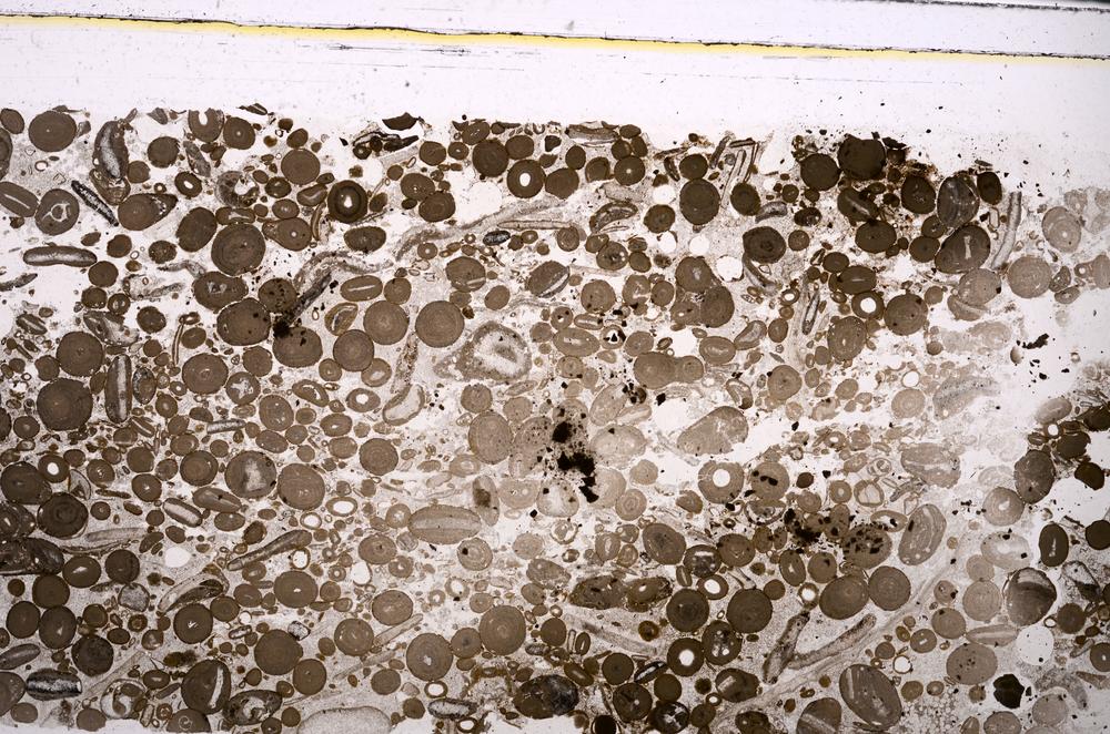 Plane Polarized, E46720