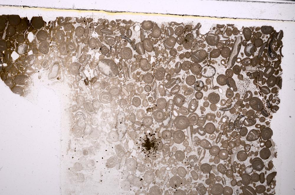 Plane Polarized, E46723