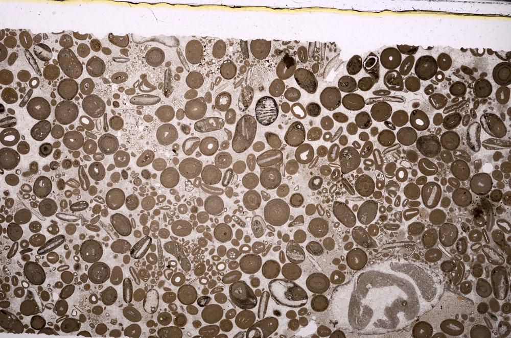 Plane Polarized, E46726