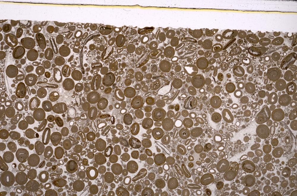 Plane Polarized, E46727