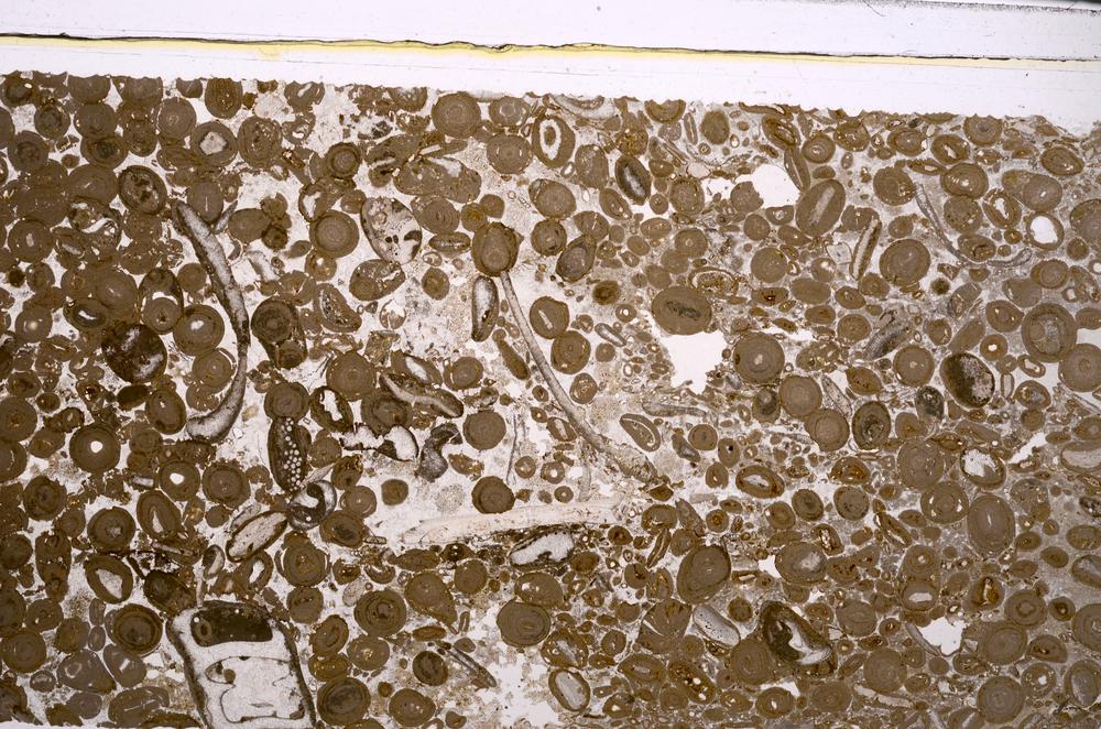 Plane Polarized, E46731