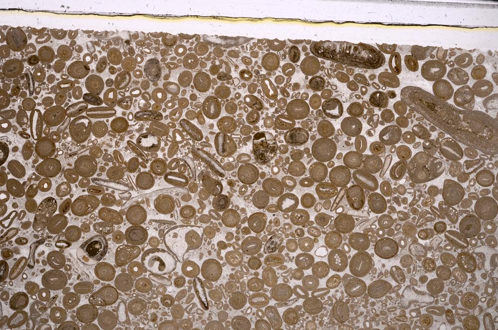 Plane Polarized, E46732