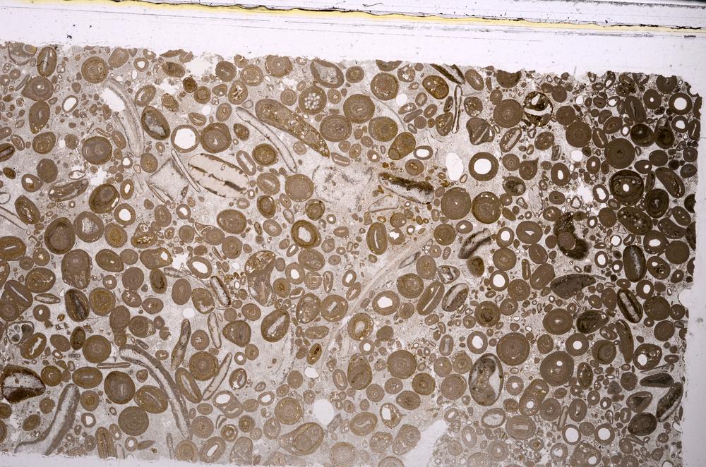 Plane Polarized, E46733