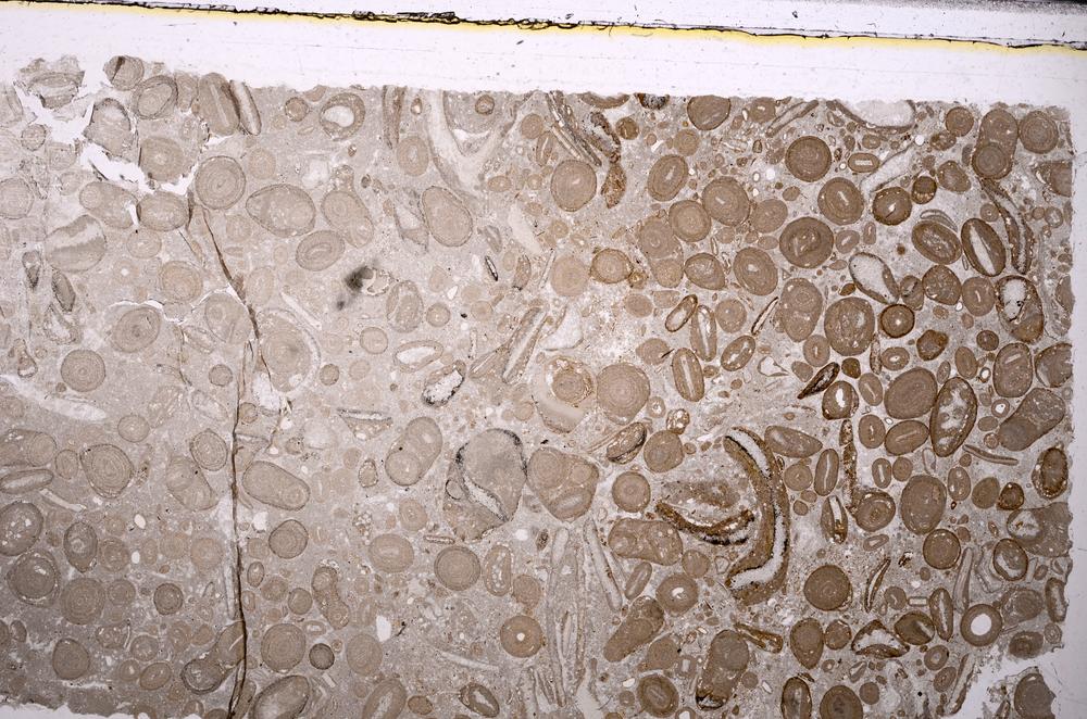 Plane Polarized, E46734