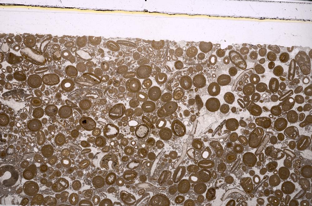 Plane Polarized, E46735