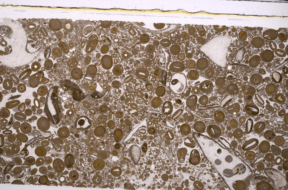 Plane Polarized, E46736