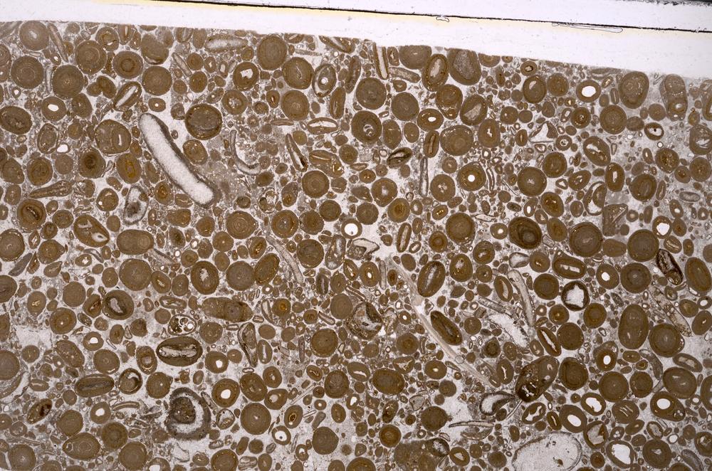 Plane Polarized, E46737