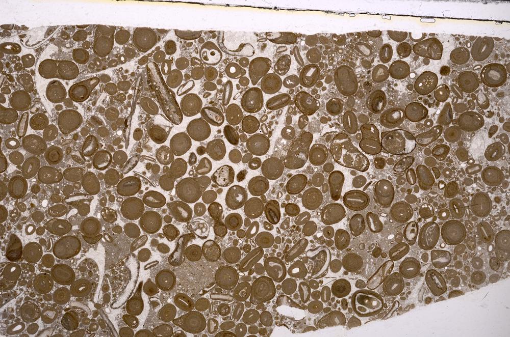 Plane Polarized, E46740