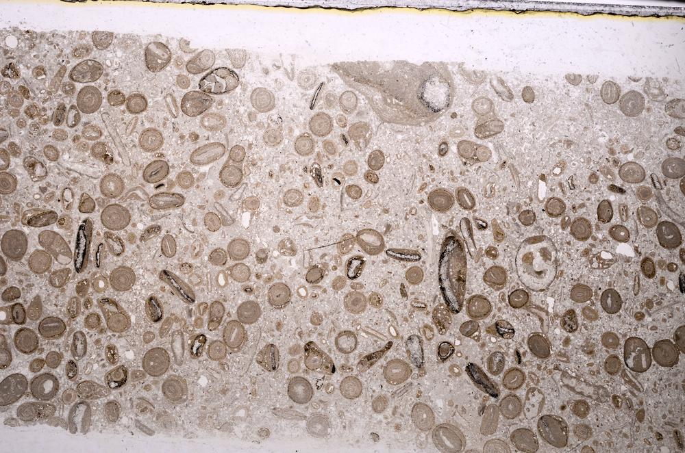 Plane Polarized, E46742