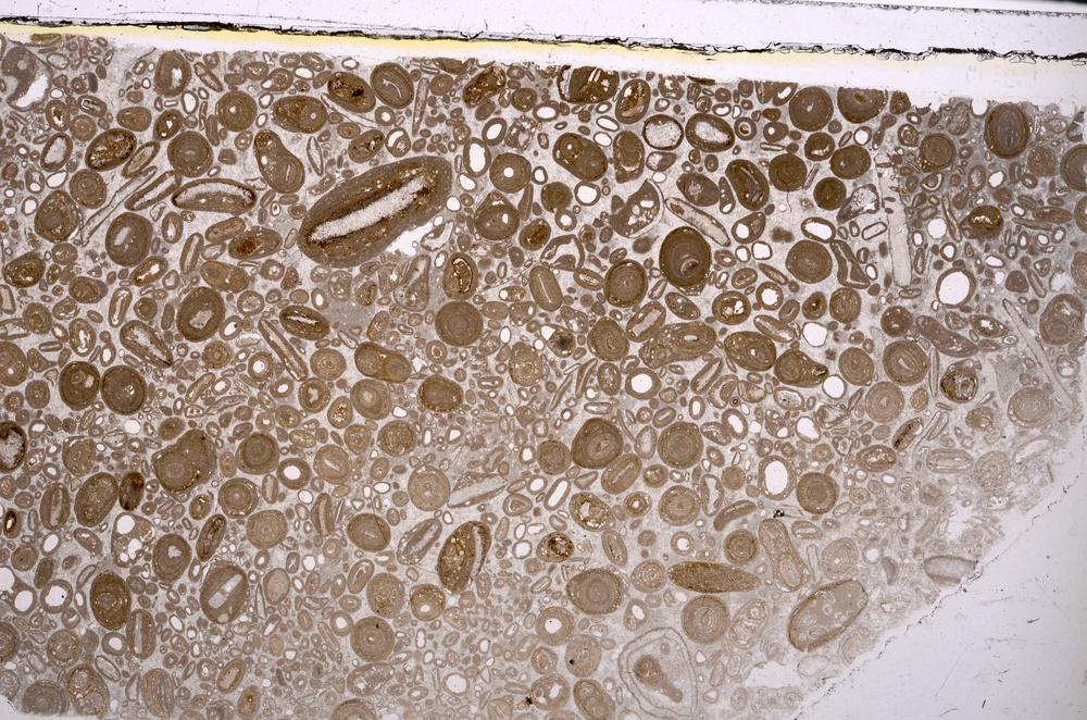 Plane Polarized, E46745