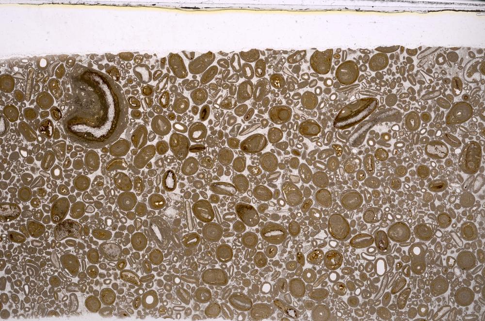 Plane Polarized, E46746