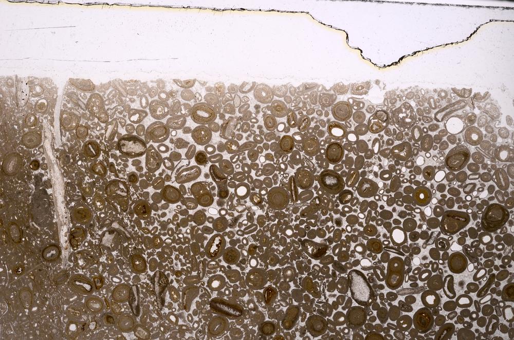 Plane Polarized, E46751