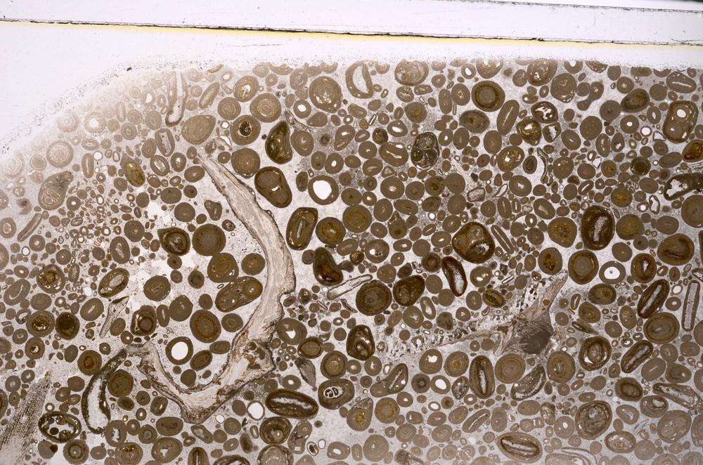 Plane Polarized, E46753