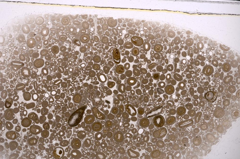 Plane Polarized, E46754