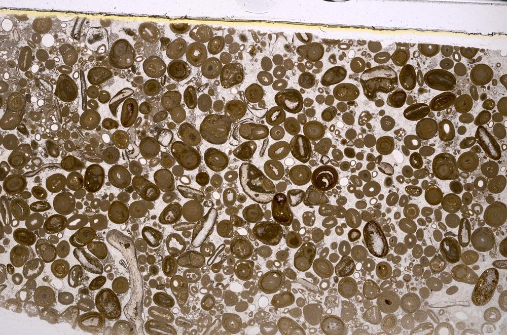 Plane Polarized, E46755