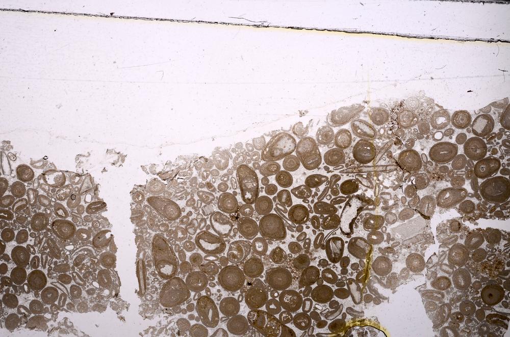 Plane Polarized, E46761