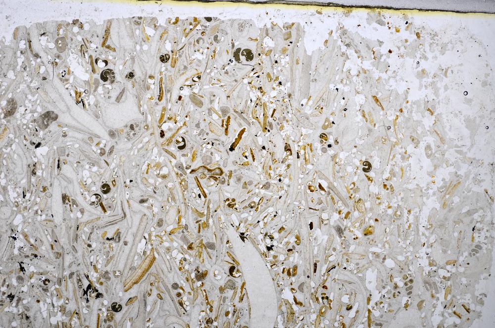 Plane Polarized, E48209