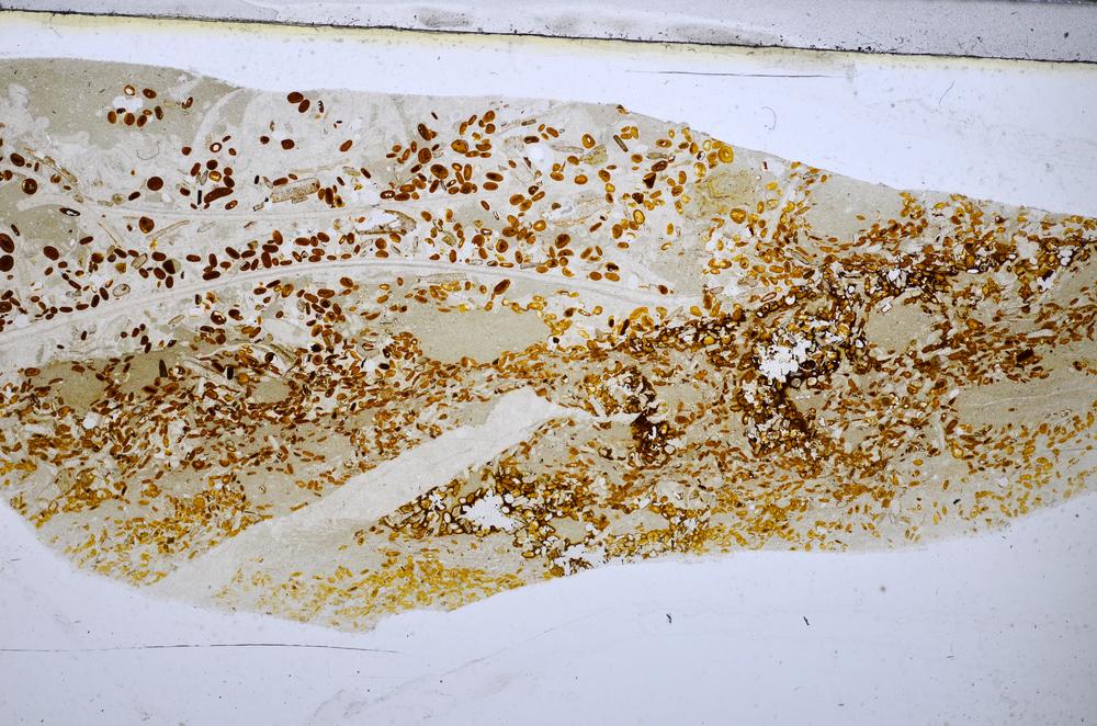 Plane Polarized, E48223/A