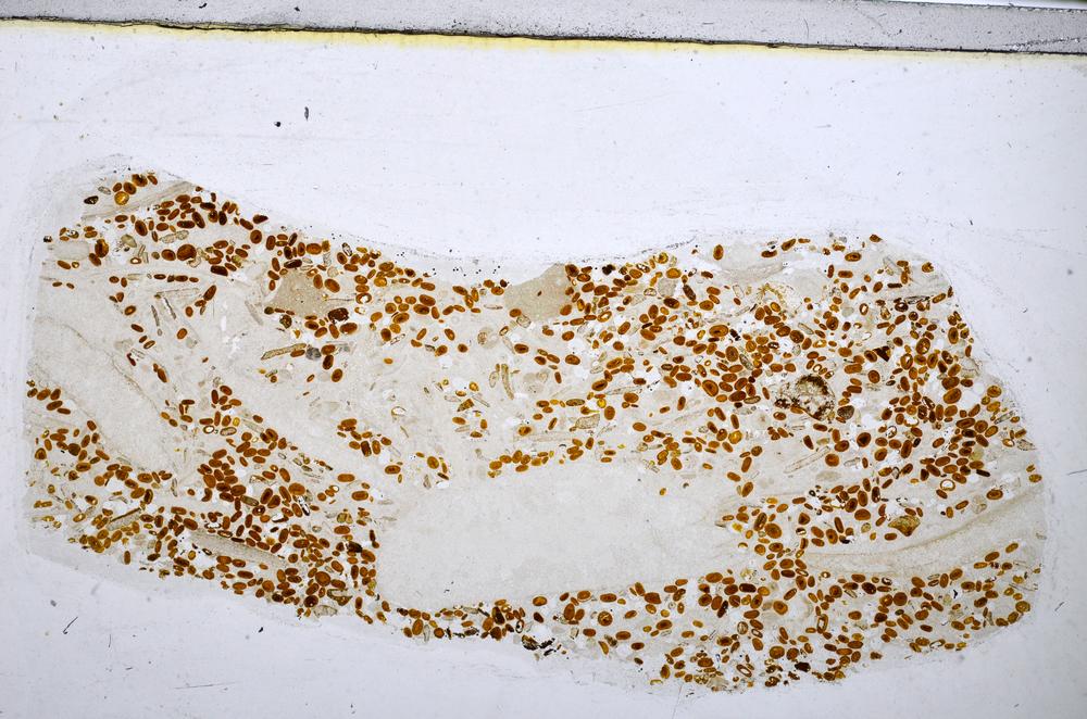 Plane Polarized, E48223/B