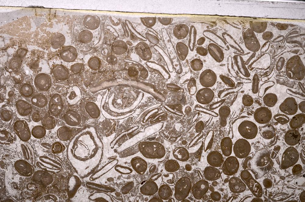 Plane Polarized, E48845