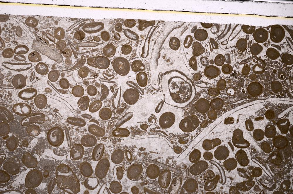 Plane Polarized, E48846