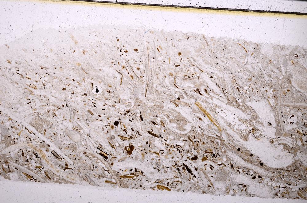 Plane Polarized, E50867/B