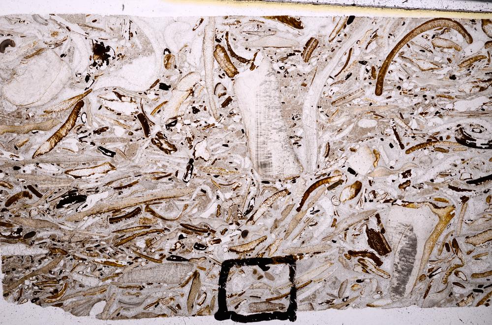 Plane Polarized, E50868/A