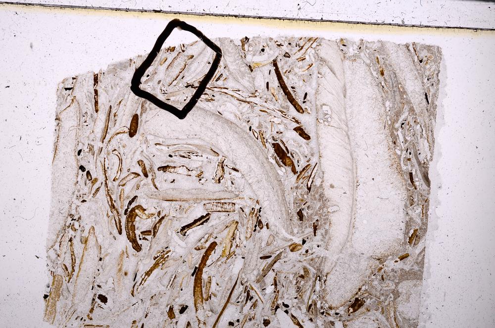 Plane Polarized, E50868/B