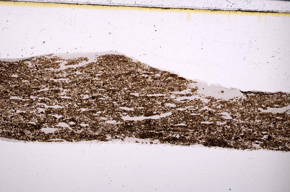 Plane Polarized, E50873/A