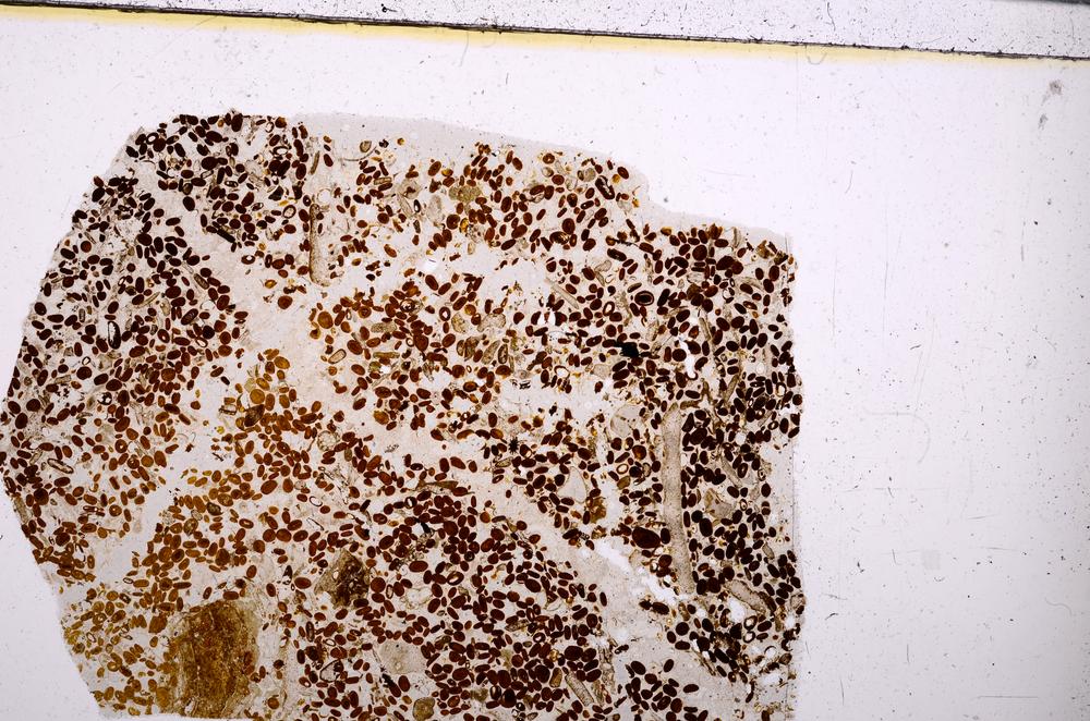 Plane Polarized, E50875/B