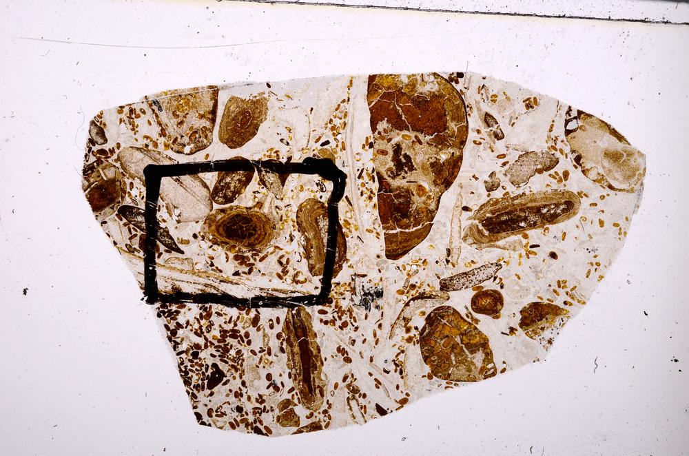 Plane Polarized, E50895/B