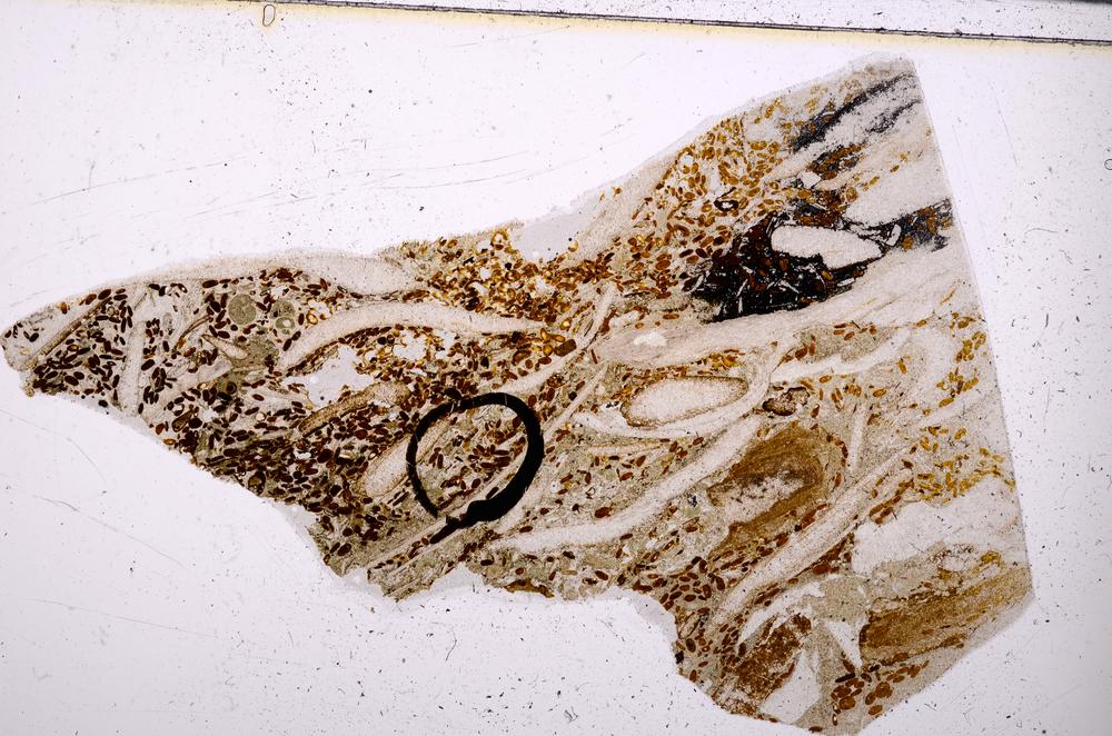 Plane Polarized, E50896/B