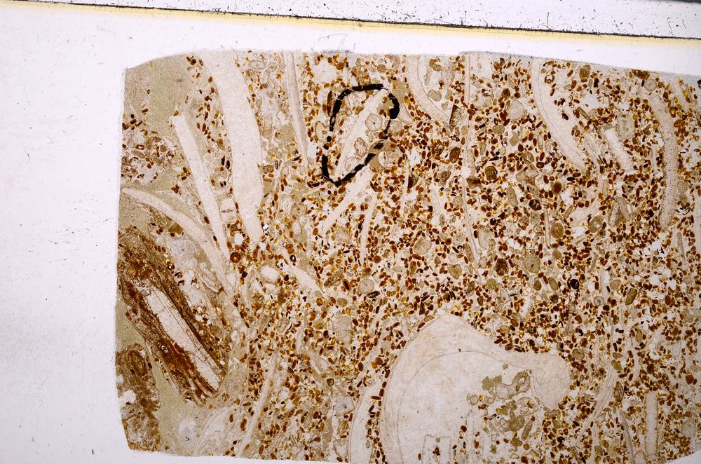 Plane Polarized, E50897/A