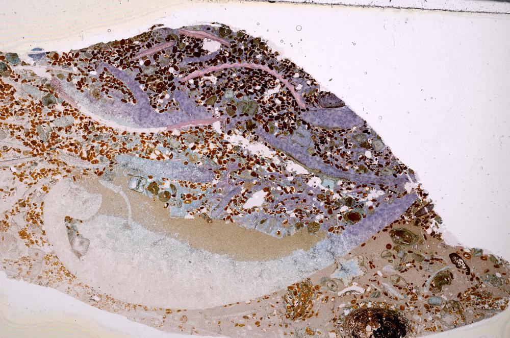 Plane Polarized, E50897/B