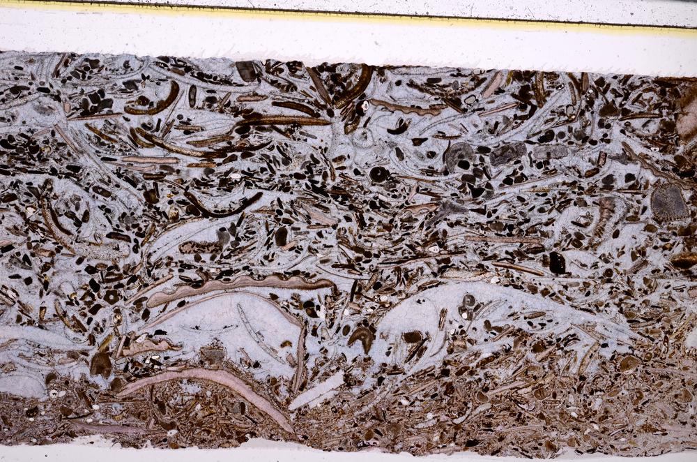 Plane Polarized, E50931/A