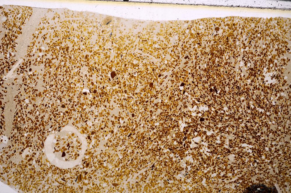 Plane Polarized, E50946/A