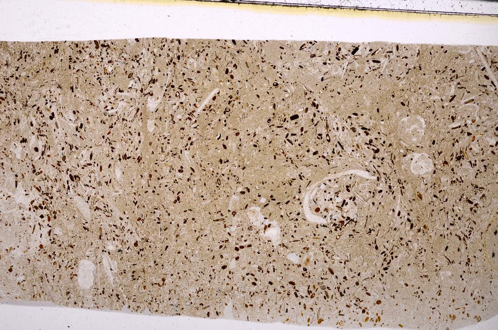 Plane Polarized, E50961/C