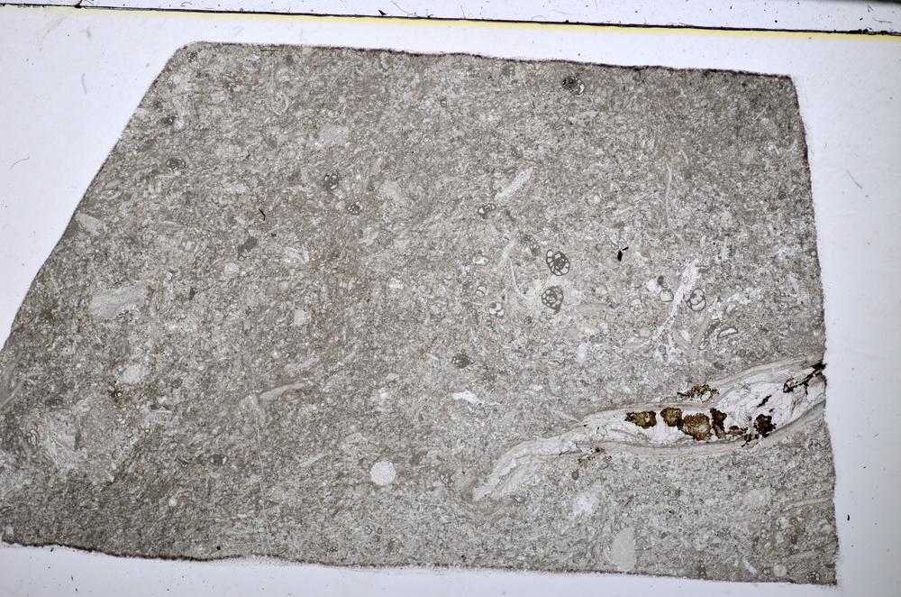 Plane Polarized, E51306