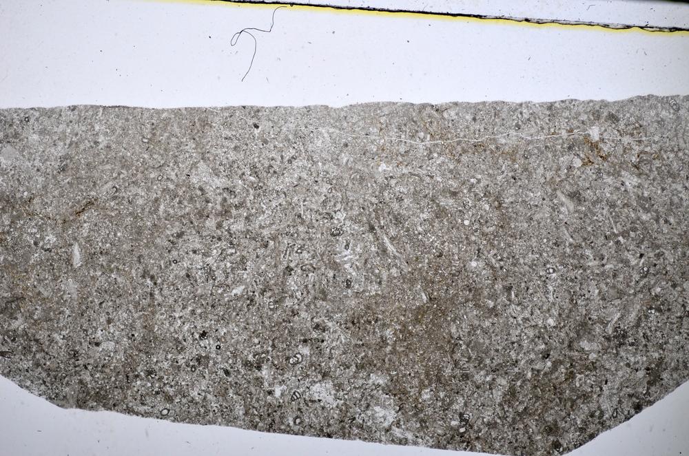 Plane Polarized, E51317