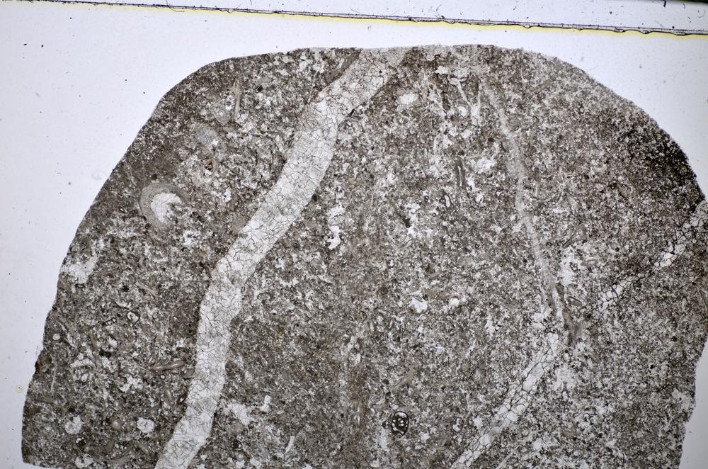 Plane Polarized, E51319