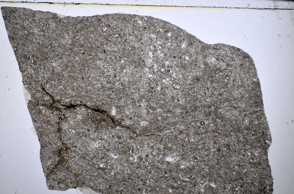 Plane Polarized, E51322