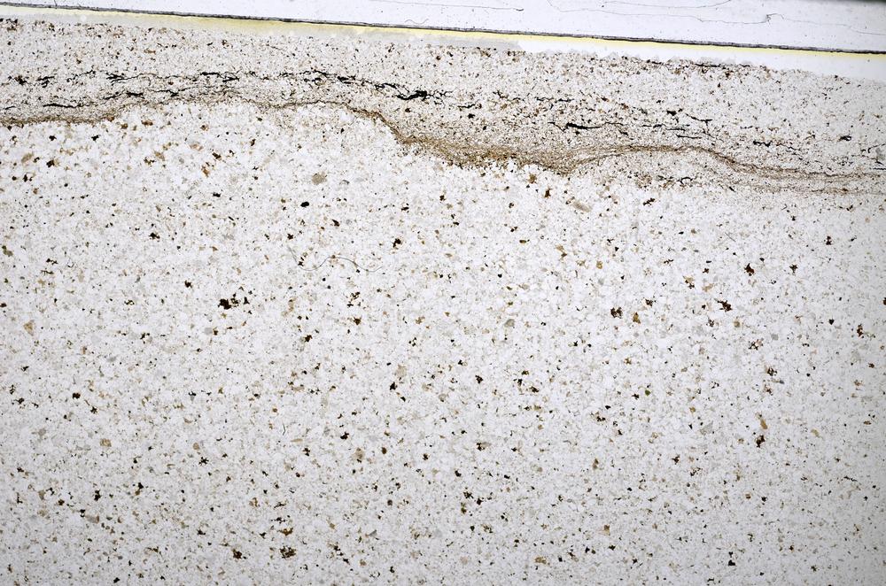 Plane Polarized, E51365/A