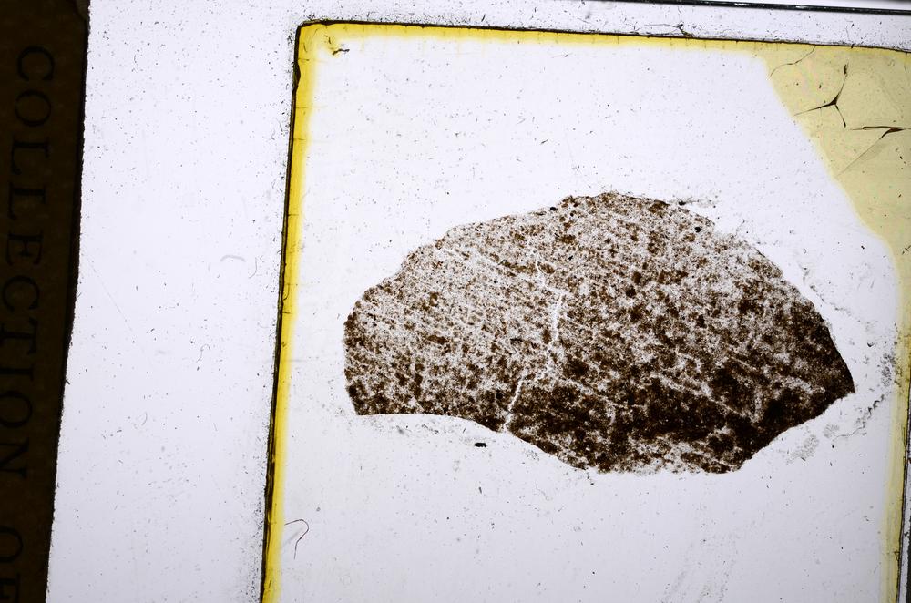 Plane Polarized, E52538/B