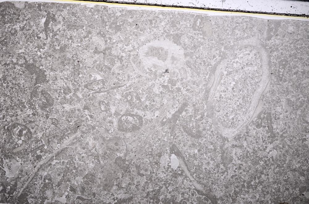 Plane Polarized, E52751